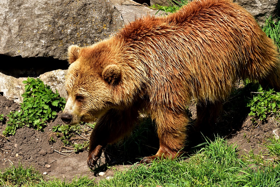 BIESZCZADY: Mała bójka niedźwiedziego rodzeństwa - Zdjęcie główne