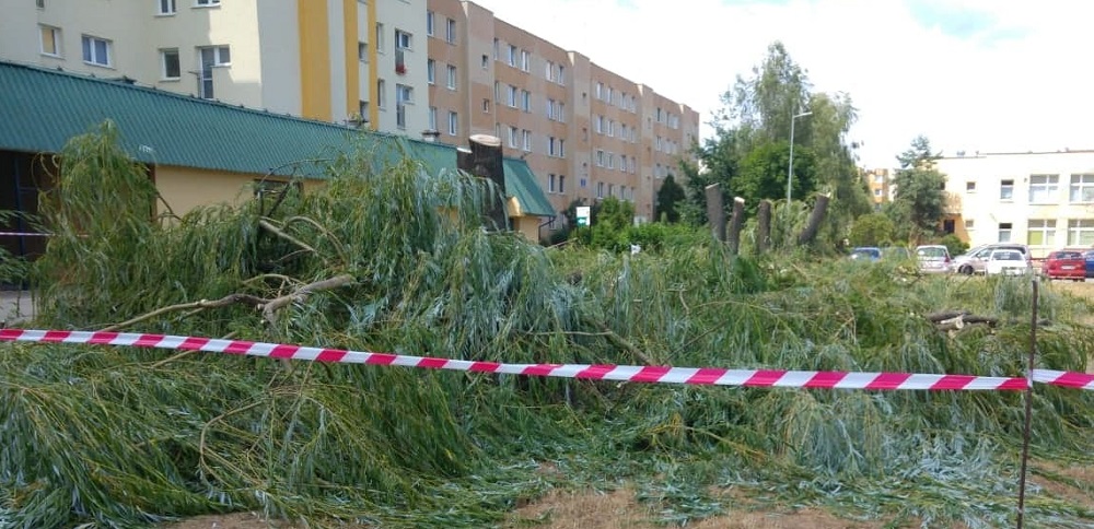 "Drzewa na ryneczku (osiedle Szafera) stanowiły zagrożenie dla przechodniów" - pisze magistrat  - Zdjęcie główne