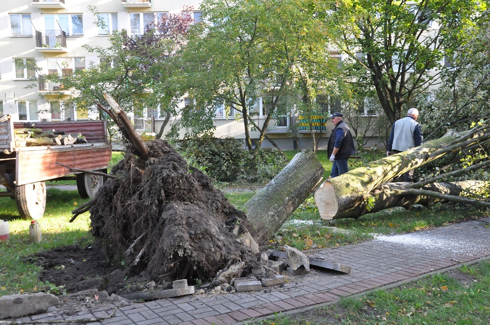 Wichura łamała drzewa w Mielcu - Zdjęcie główne