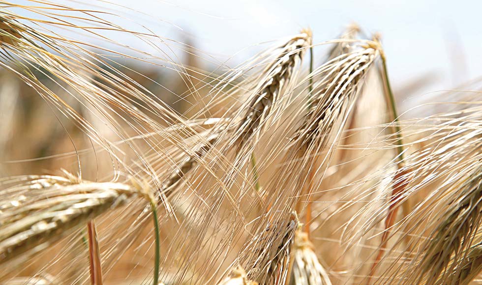 Cała prawda o glutenie - Zdjęcie główne