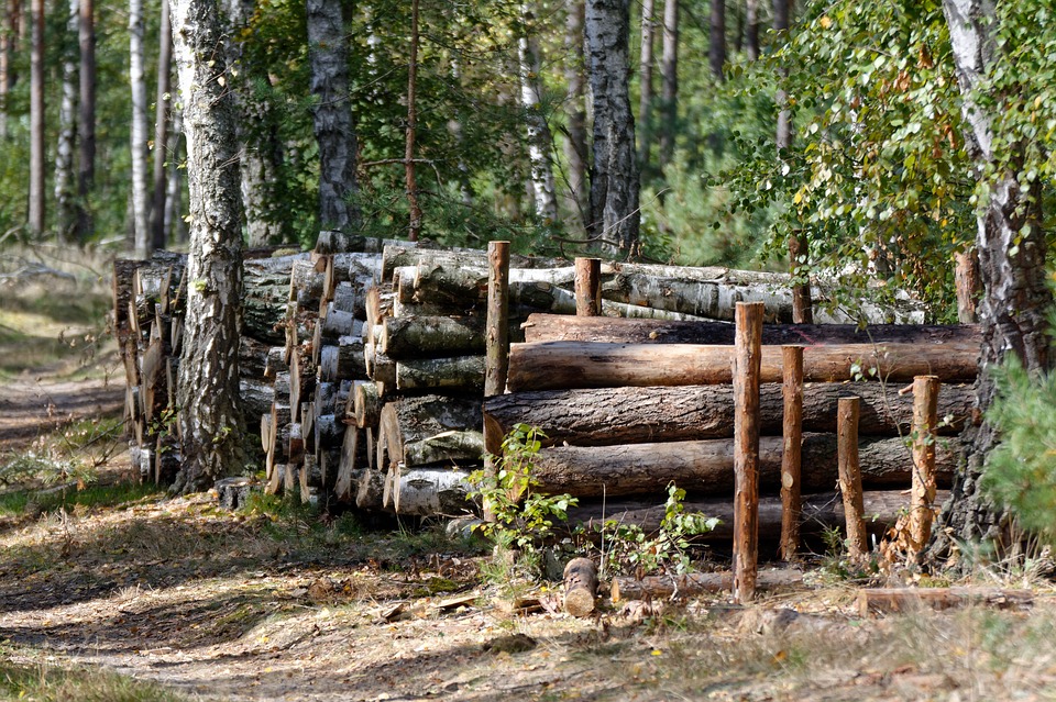 Bracia kradli drewno z lasu - Zdjęcie główne