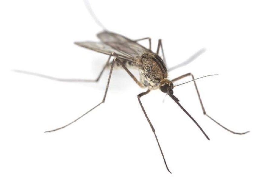 Magistrat reaguje na plagę komarów w Mielcu!  - Zdjęcie główne