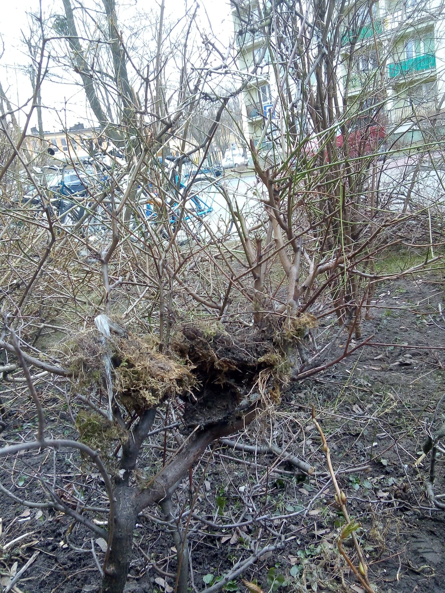 Wycięli drzewo z gniazdem chronionych ptaków - Zdjęcie główne