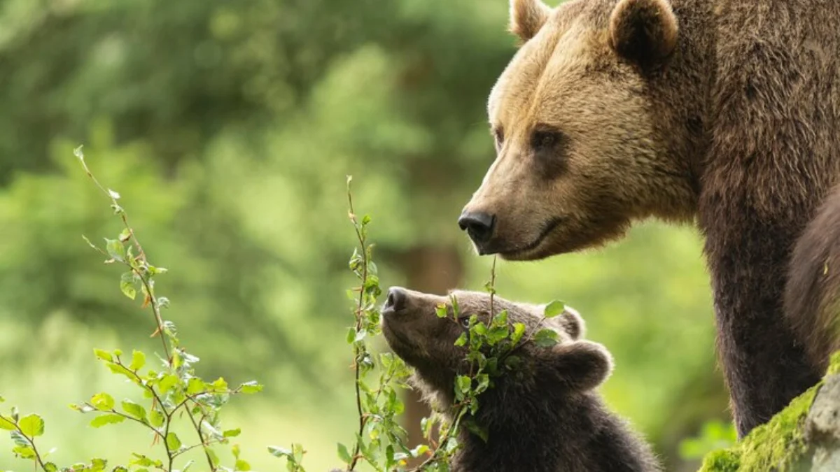 Niedźwiedzica z młodym widziana w powiecie mieleckim! Apel o ostrożność - Zdjęcie główne