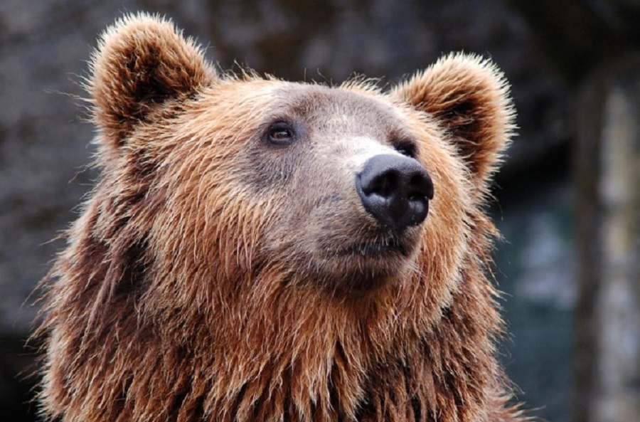 Uwaga na niedźwiedzia turystę - rusza w Bieszczady - Zdjęcie główne