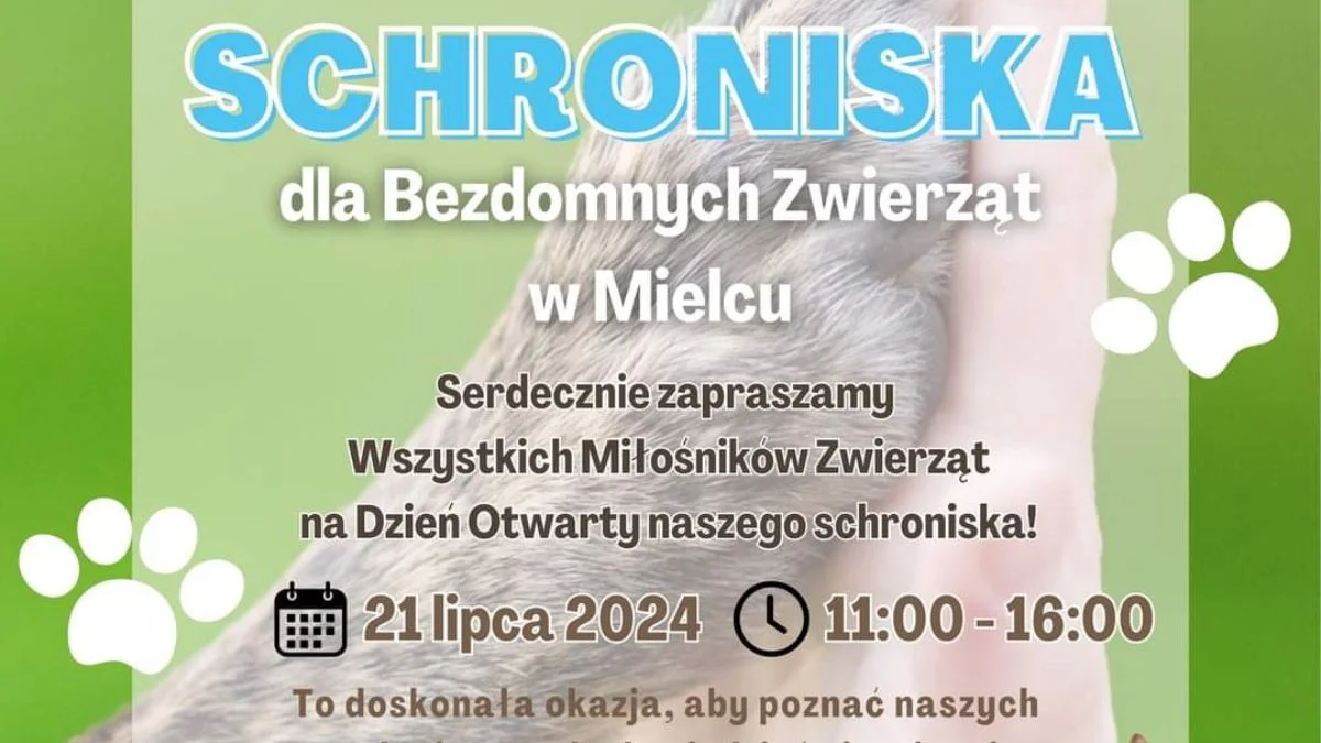 Dzień otwarty Schroniska Pies i kot już 21 lipca. Zwierzaki czekają na Was nie możecie ich zawieść [ZDJĘCIA] - Zdjęcie główne