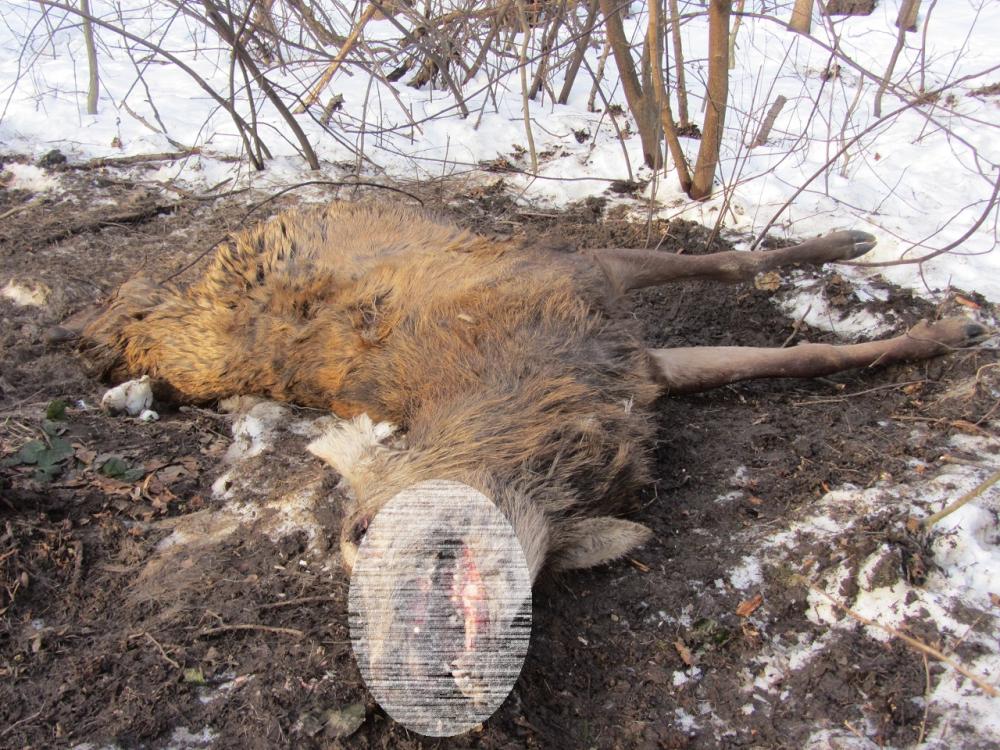 Podkarpacie: Złapali kłusownika. Zabijał jelenie dla poroża - Zdjęcie główne