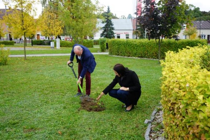 W gminie posadzono nowe drzewka  - Zdjęcie główne