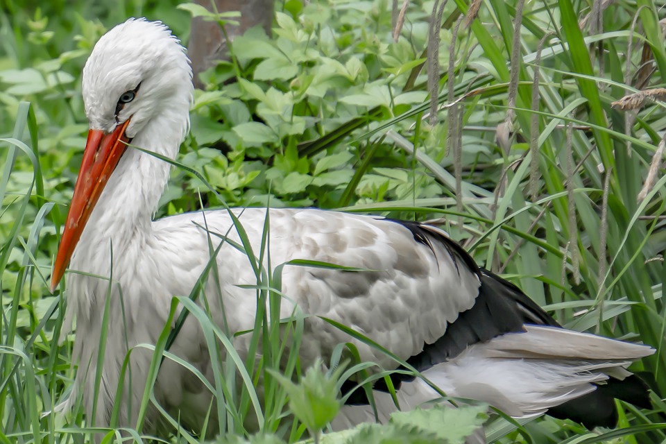 Jak się mają bocianięta z Borowej? Zaczynają poznawać świat! - Zdjęcie główne