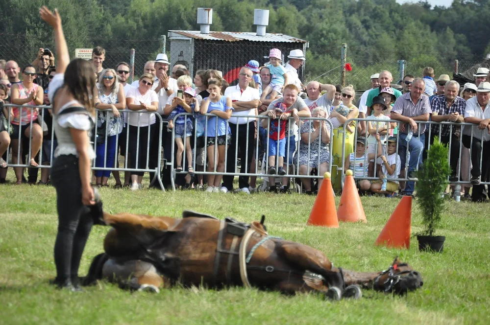 Parada konna w Żarówce [ZAPOWIEDŹ] - Zdjęcie główne