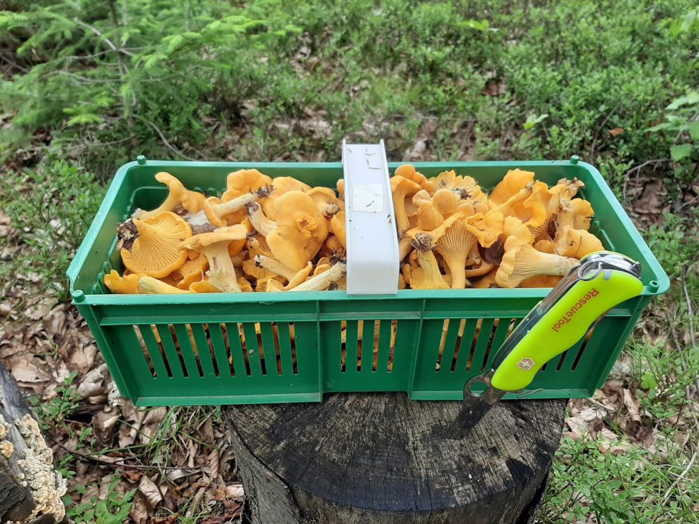 Trujący czy jadalny? Wysyp grzybów w podkarpackich lasach - Zdjęcie główne