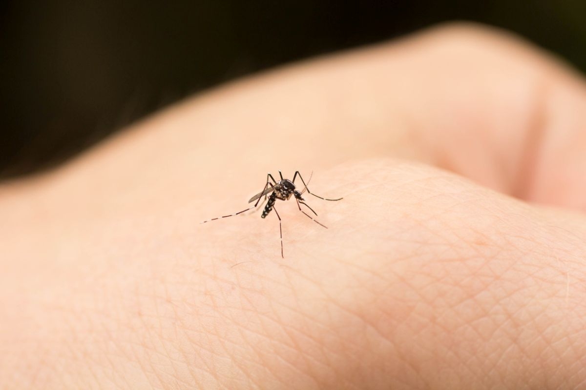 Najlepsze domowe sposoby na komary - Zdjęcie główne