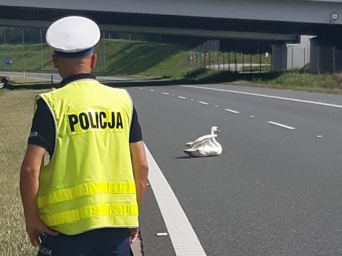 Zablokowana autostrada. Na pasie pojawił się niecodzienny gość - Zdjęcie główne