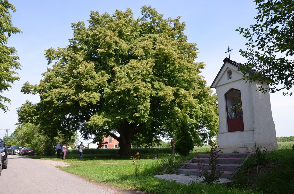 Trwa głosowanie na Europejskie Drzewo Roku! Lipa z Dulczy potrzebuje wsparcia - Zdjęcie główne