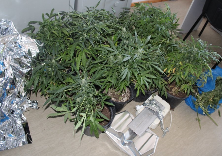 Z PODKARPACIA: Policjanci zabezpieczyli prawie 4,5 kilograma narkotyków!  - Zdjęcie główne