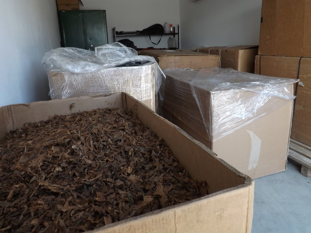 REGION: Niemal 2 tony tytoniu trzymali w domu! Nielegalną wytwórnia pod Debicą [ZDJĘCIA] - Zdjęcie główne
