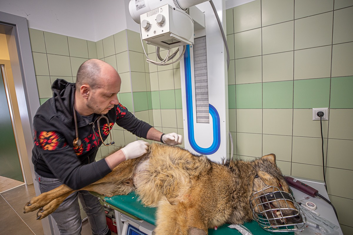 Wolfik został uratowany.