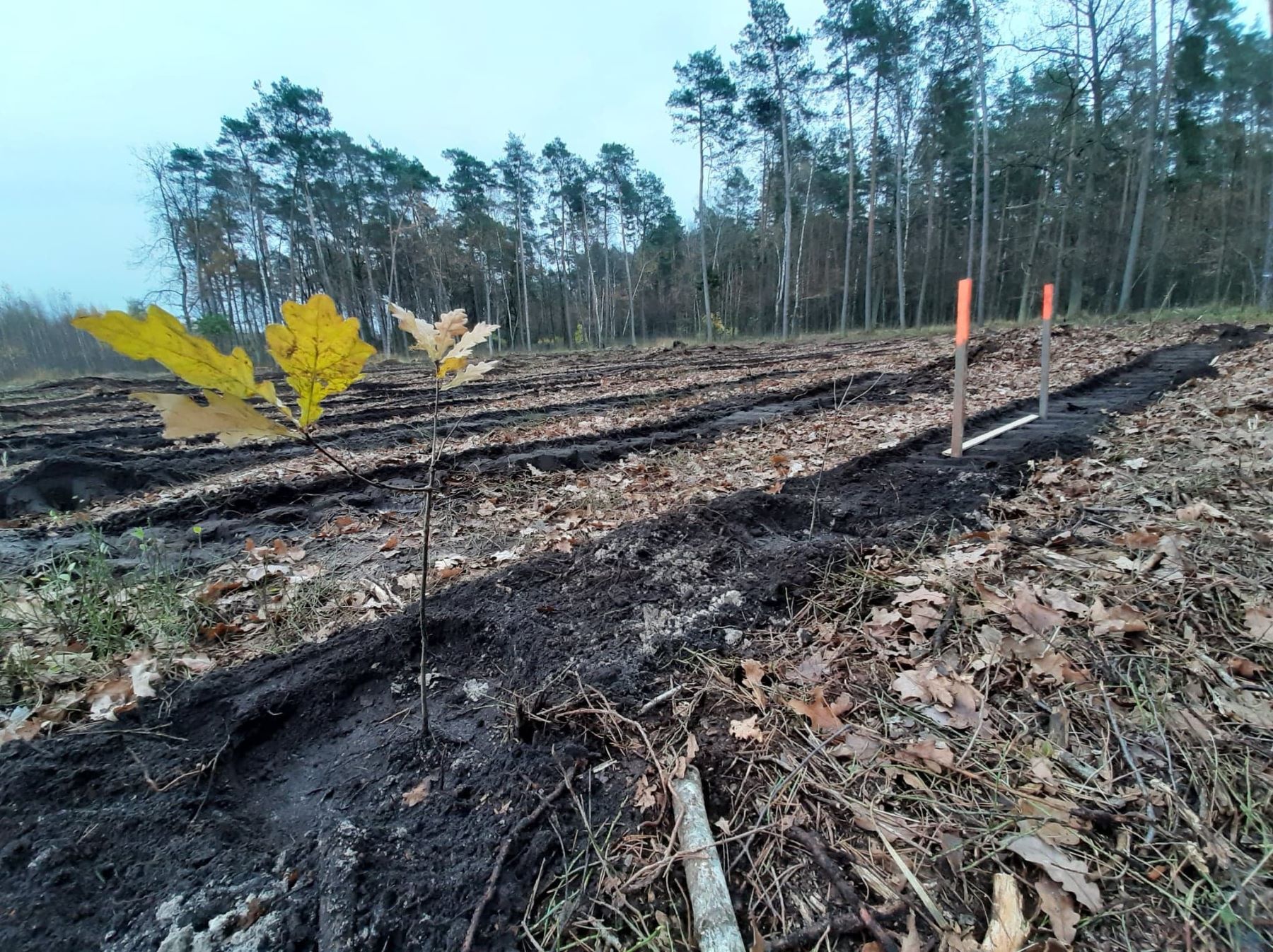 Sadzą kępę dębową, by uczcić 50. rocznicę śmieci prof. Władysława Szafera - Zdjęcie główne