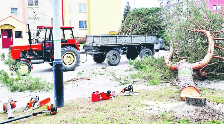 Wycinają drzewa na potęgę! [interwencja]  - Zdjęcie główne