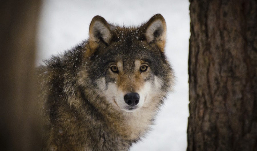 BIESZCZADY. Nieudany odstrzał wilka w Wołkowyi - Zdjęcie główne