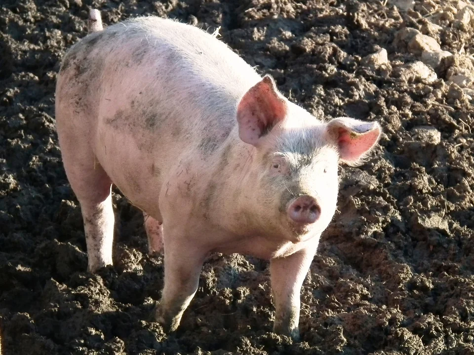 Brak nowych ognisk ASF w powiecie mieleckim. Ale wciąż jesteśmy w czerwonej strefie - Zdjęcie główne