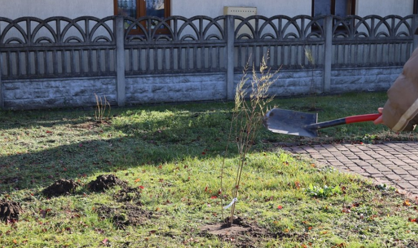 Sadzenie drzewek w Gminie Tuszów Narodowy  - Zdjęcie główne