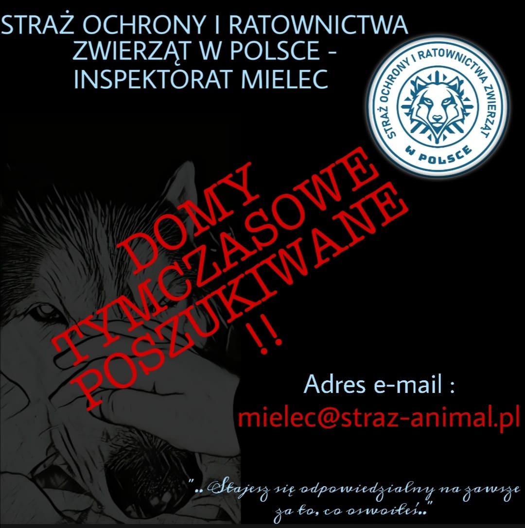 Zwierzęta czekają na domy tymczasowe - Zdjęcie główne