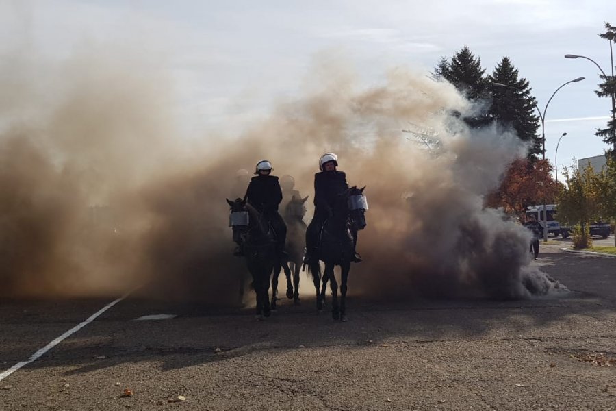 Konie zdały egzamin na policjantów - Zdjęcie główne