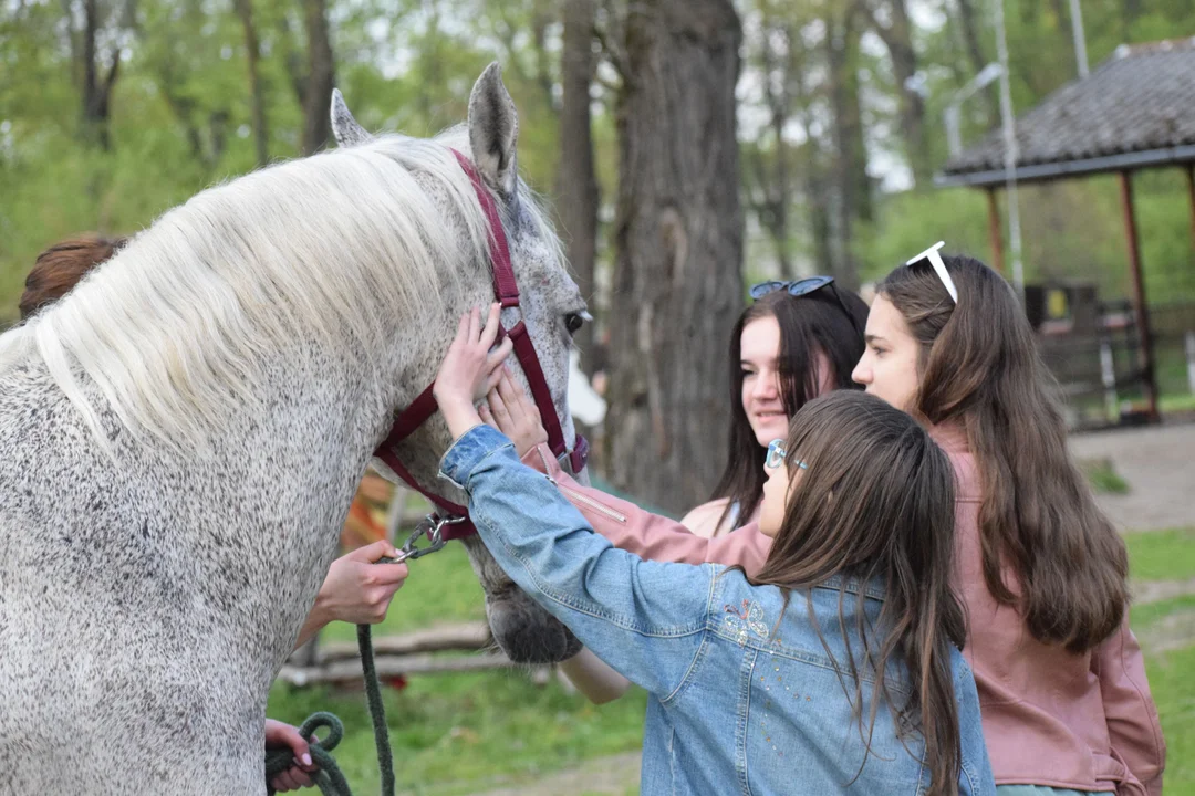 Majówka na koniach w KJ Przedświt w Chorzelowie [ZDJĘCIA,VIDEO] - Zdjęcie główne