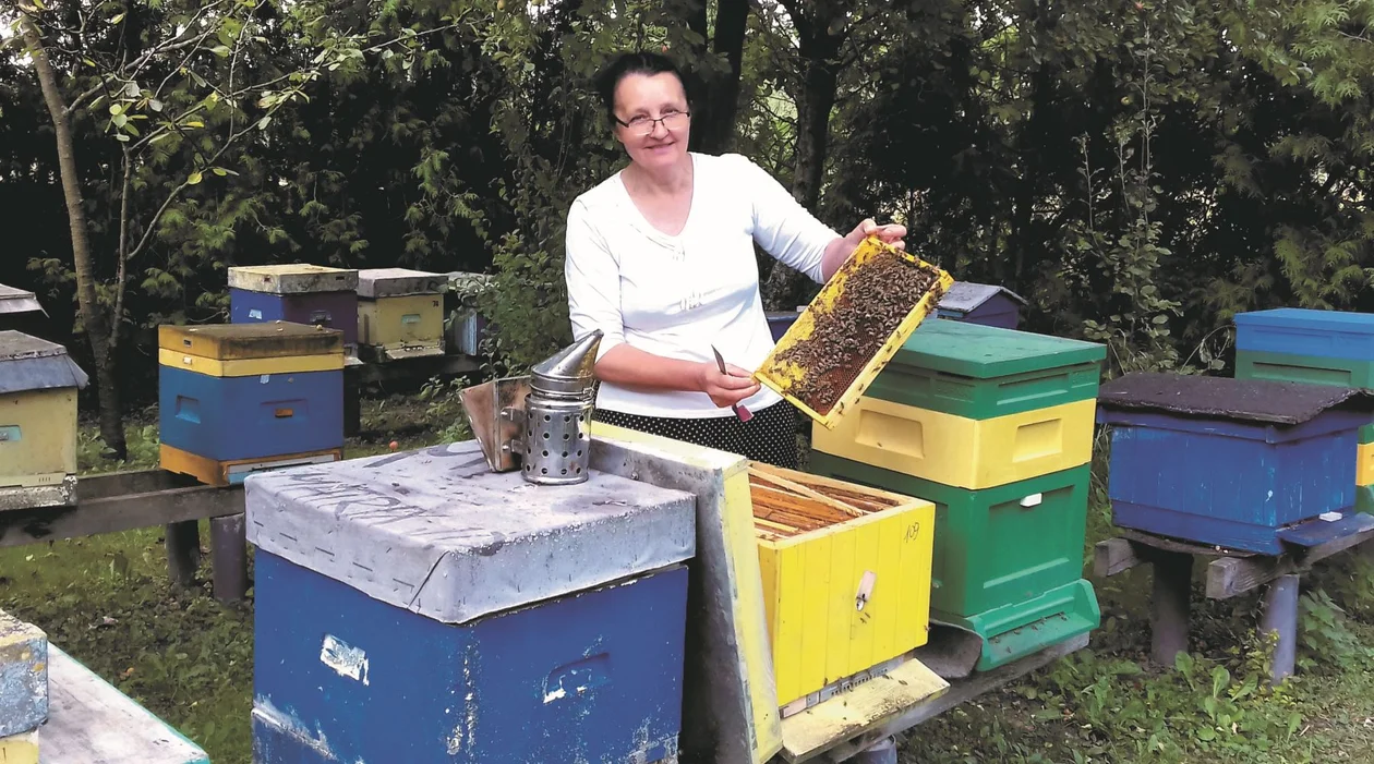 Pszczelarstwo w powiecie mieleckim wciąż jest na topie [REPORTAŻ] - Zdjęcie główne