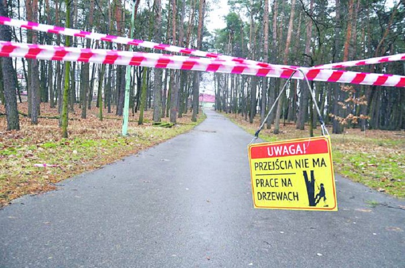 Co stało się z drzewami z Parku Leśnego? Możesz je kupić - Zdjęcie główne