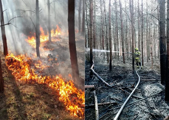 Weekendowe pożary w lesie - Zdjęcie główne
