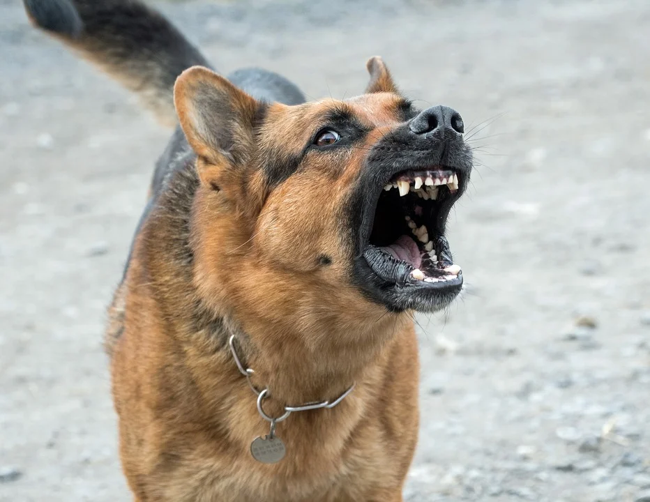 Włóczące się psy zagrożeniem dla mieszkańców. Władze gminy apelują o odpowiedzialność  - Zdjęcie główne