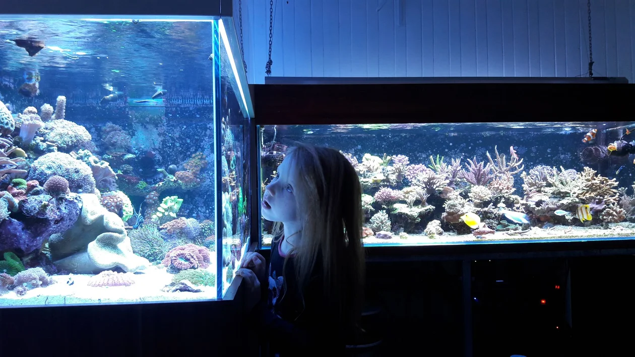 Mielczanin tworzy niezwykłe akwaria [ZDJĘCIA, VIDEO] - Zdjęcie główne