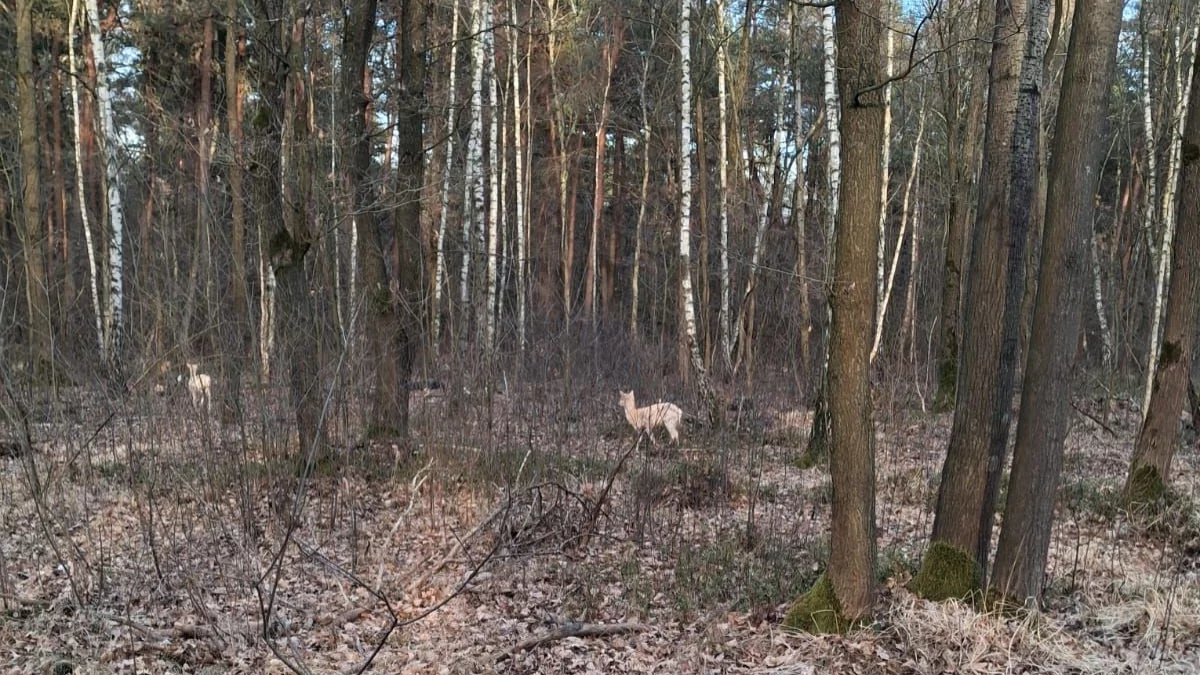 Niezwykłe zwierzęta w podmieleckich lasach. Sarny-albinosy - Zdjęcie główne