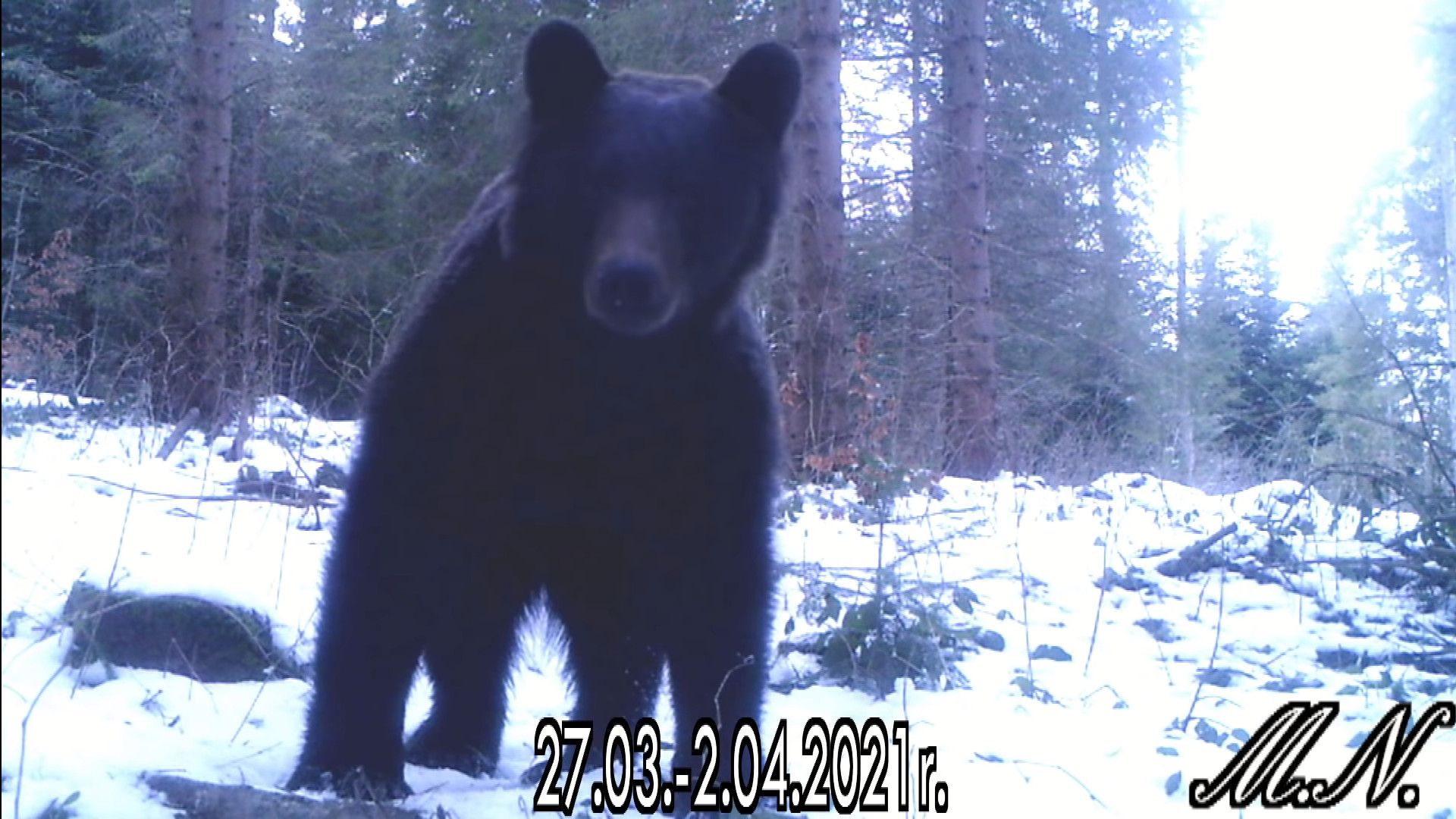 Podkarpacie: Wielki niedźwiedź nagrany przez fotopułapkę leśnika [VIDEO] - Zdjęcie główne