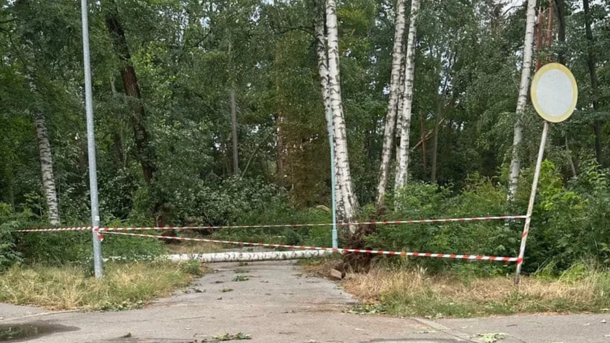 Co dalej z mieleckimi parkami po lipcowej nawałnicy? - Zdjęcie główne