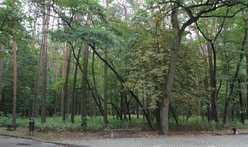 Park leśny do "naprawy" - Zdjęcie główne