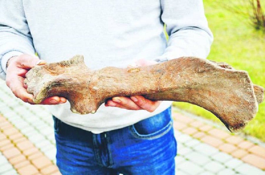 Kość mamuta odkryta w Wisłoce? Zbadają do naukowcy - Zdjęcie główne