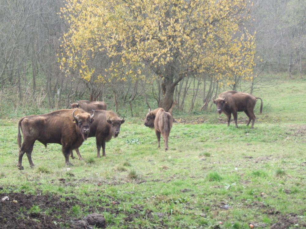 Ile zwierząt kryją podkarpackie lasy? - Zdjęcie główne