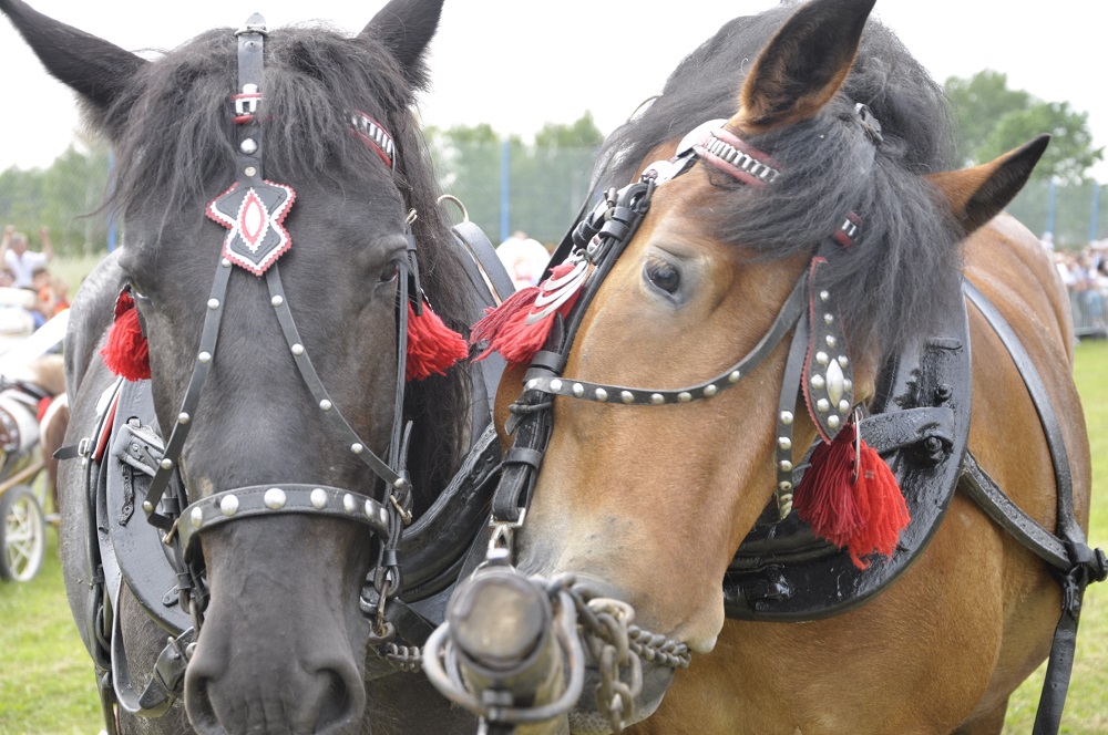 [PATRONAT] Wyjątkowa parada konna w Żarówce - Zdjęcie główne