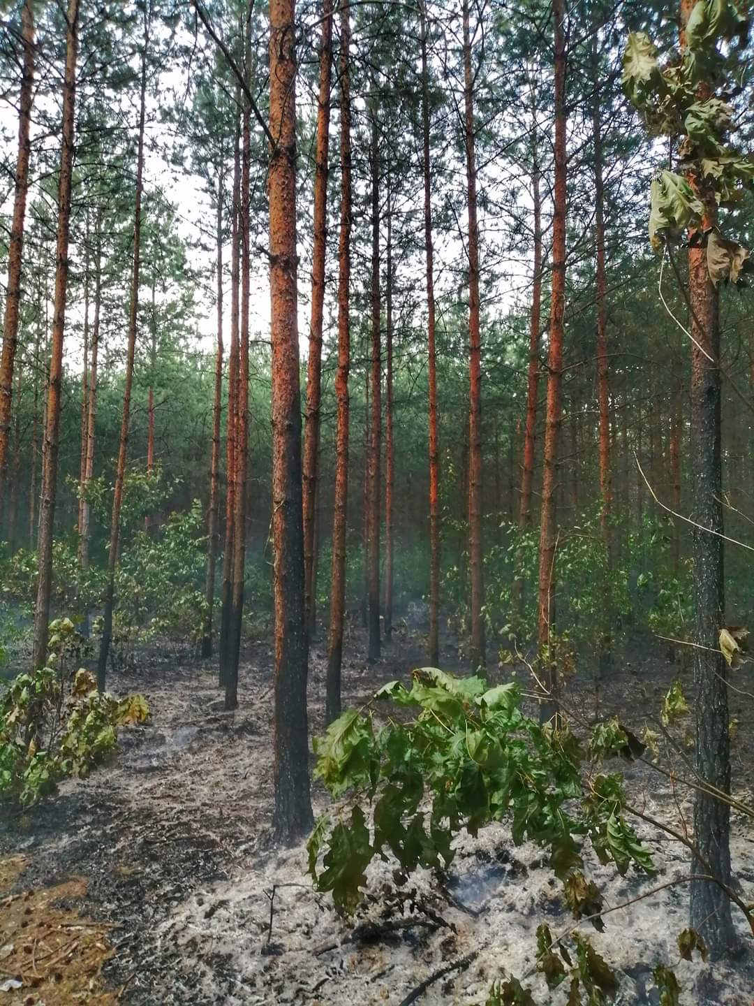 Niemal hektar lasu w ogniu.