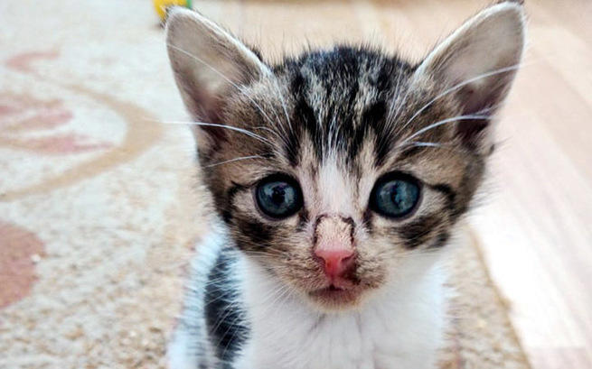 Stowarzyszenie SOS Koty Mielec apeluje o pomoc  - Zdjęcie główne