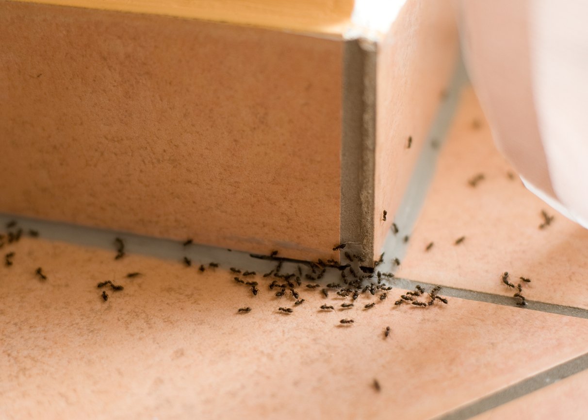 Plaga mrówek w domu. Co z nimi zrobić? - Zdjęcie główne