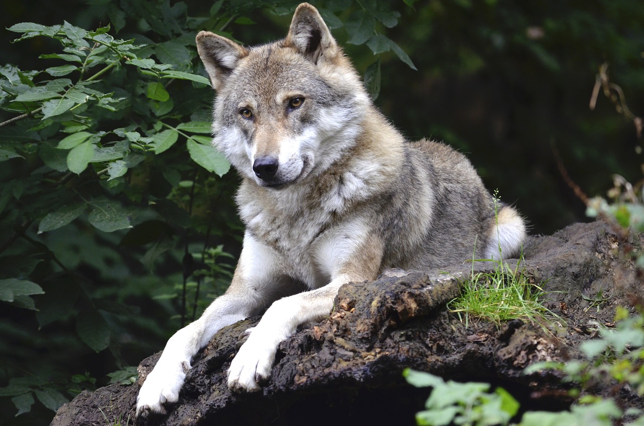 Wilcze opowieści. Z powiatu mieleckiego w Bieszczady - Zdjęcie główne