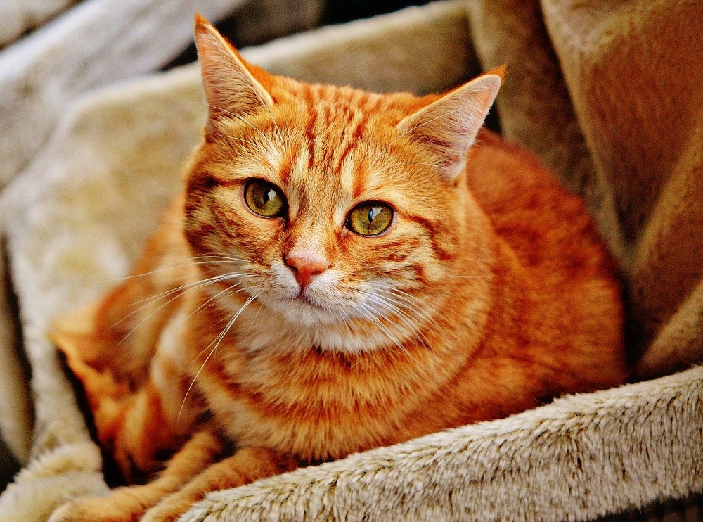 Mielecka organizacja chce pobić charytatywny rekord dla kotów!  - Zdjęcie główne