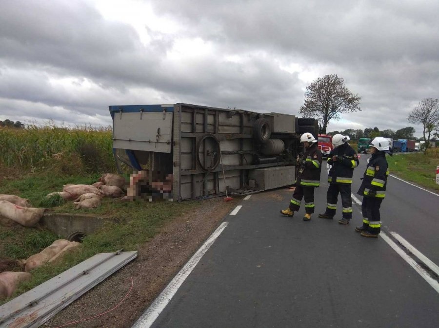 Nie ma już utrudnień na drodze krajowej nr 77 w Dębnie. Rano przewróciła się tam ciężarówka z trzodą chlewną - Zdjęcie główne