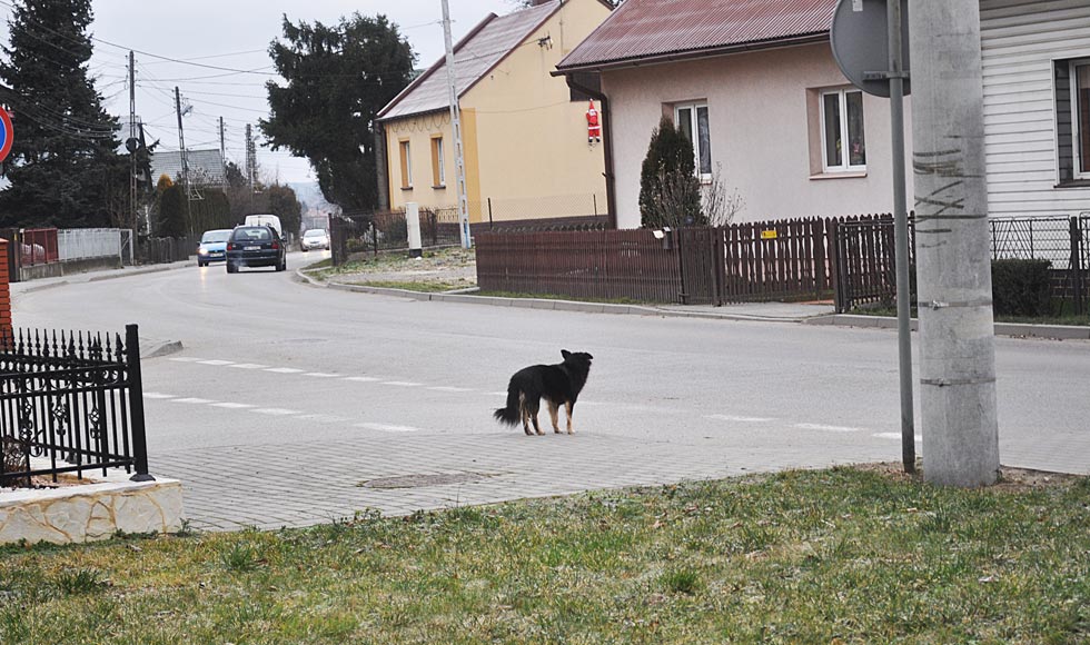 Problem psów w Wadowicach - Zdjęcie główne