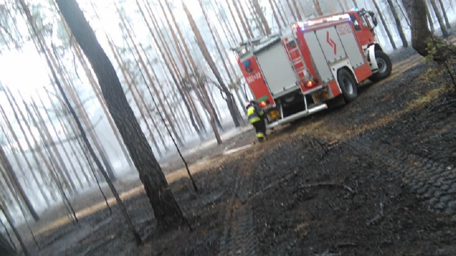 Duży pożar w lesie w Dębiakach w gminie Tuszów. Na miejsce jedzie straż - Zdjęcie główne