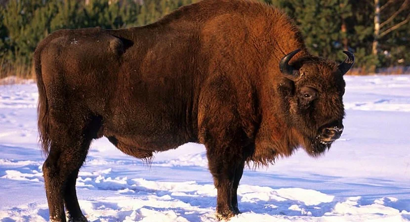 Żubr. Jest największym ssakiem lądowym w Europie, najcięższy samiec ważył aż 420 kg. Samice są mniejsze. U obu płci występują rogi, które rosną przez całe życie. Żubry wykorzystują je do ataku, uderzając wroga bokiem głowy. Od wieków zwierzęta te zamieszkiwały puszcze, są doskonale przystosowane do życia w środowisku leśnym.  Mają zdolność do rozróżniania podłoża stabilnego od bagiennego za pomocą racic. Zimą podczas mrozów żubry łączą się w duże stada